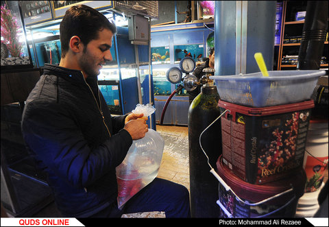 فروش ماهی های زینتی در مشهد