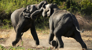 حمله‌ی گله‌ی فیل‌های گرسنه به روستایی در چین