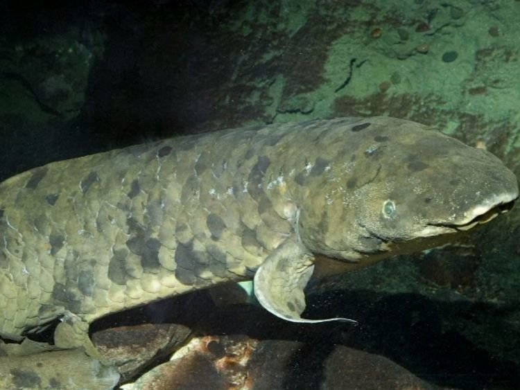 پیرترین ماهی جهان مُرد + تصاویر