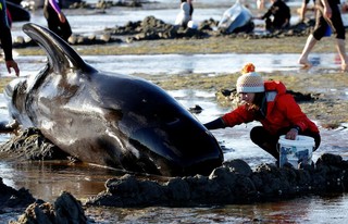 خودکشی صدها نهنگ / تلاش فعالان برای نجات آنها + تصاویر