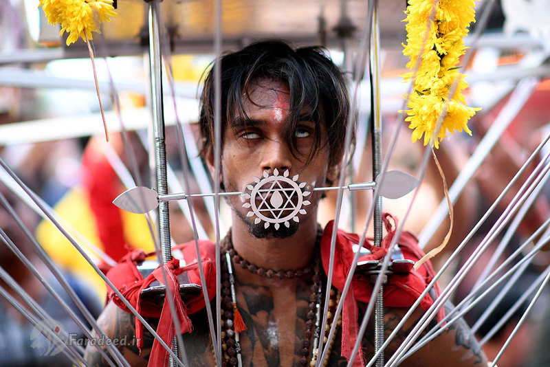 جشنواره دلخراش هندوها در مالزی+تصاویر
