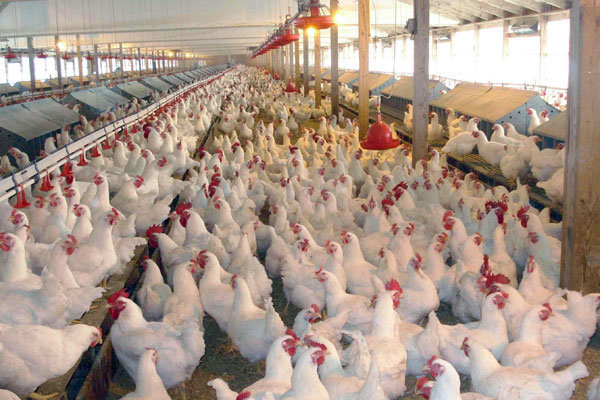 تولید مرغ ۲۰۰ هزار تن مازاد / مشکل کمبود نداریم