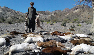 پلنگ ها به یک دامدار درقلعه گنج حمله کردند/ تلف شدن 27راس گوسفند
