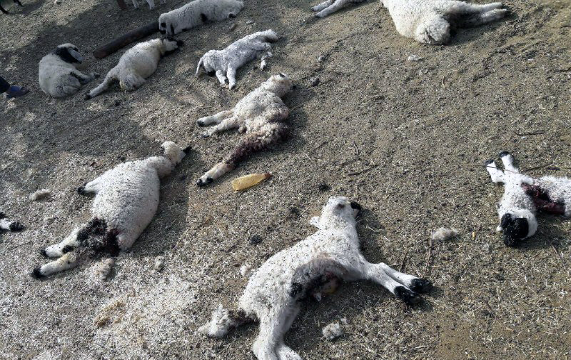 پلنگ ها به یک دامدار درقلعه گنج حمله کردند/ تلف شدن 27راس گوسفند 