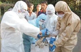 آنفلوآنزای فوق حاد پرندگان در یزد  تحت کنترل است