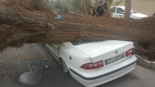 بیش از ۷۲ اصله درخت در زاهدان بر اثر وزش باد شدید شکست