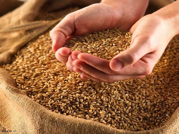 بیش از ۴۵۰۰ تن بذر اصلاح‌شده در مازندران تأمین و توزیع شد