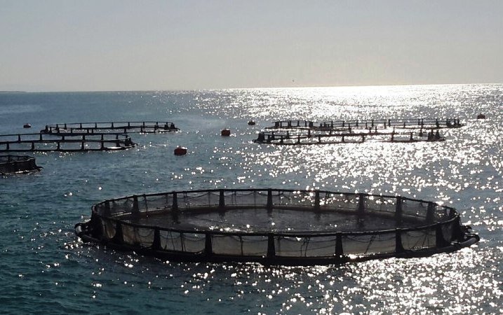 توسعه پرورش ماهی در قفس داخل دریا نیازمند همکاری همه دستگاه های مرتبط است