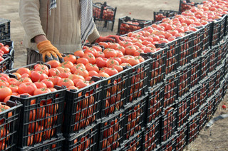 وضعیت قرمز گوجه‌فرنگی/محصولات خارج از فصل در راه است