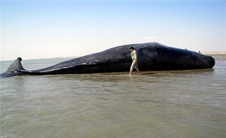یک قطعه نهنگ در ساحل بندر «رمین» چابهار تلف شد