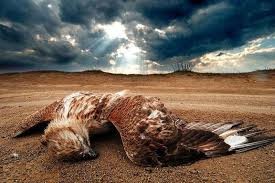 کشاورزان دزفولی ۵۰۰ قطعه پرنده را با سم کشتند