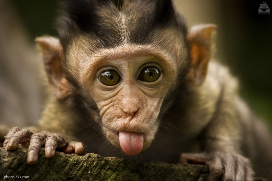 چرا ژاپن ۵۷ میمون را اعدام کرد+عکس
