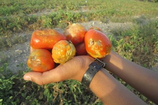 روزگار سیاه کشاورزان جنوب درمزارع رنگ پریده گوجه