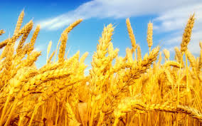 سطح زیر کشت گندم در استان یزد  کاهش یافته  است