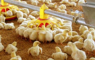 افزایش جوجه ریزی در مرغداری های خوزستان