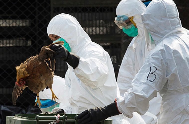 گزارش رسمی از انتقال آنفلوآنزای فوق حاد پرندگان به انسان در یزد گزارش نشده است