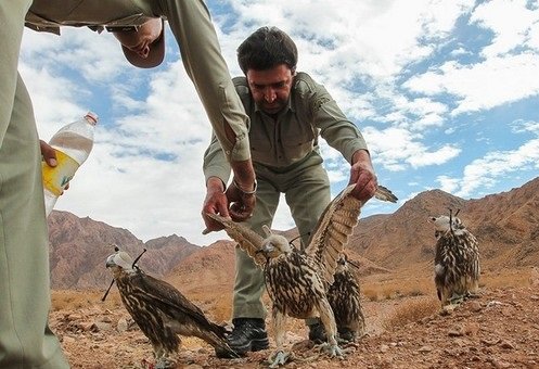 کشف 103 قطعه پرنده وحشی از صیادان حرفه‌ای در مشهد
