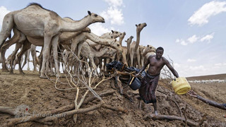 تصاویر/ خشکسالی وحشتناک در کنیا
