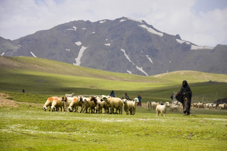 تنها ۴۰ درصد اعتبار بیابان زدایی کرمان تخصیص یافته است