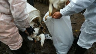 آنفلوانزای مرغی در استان زنجان با اقدامات پیشگیرانه اکیپ کنترل دامپزشکی مهار شد
