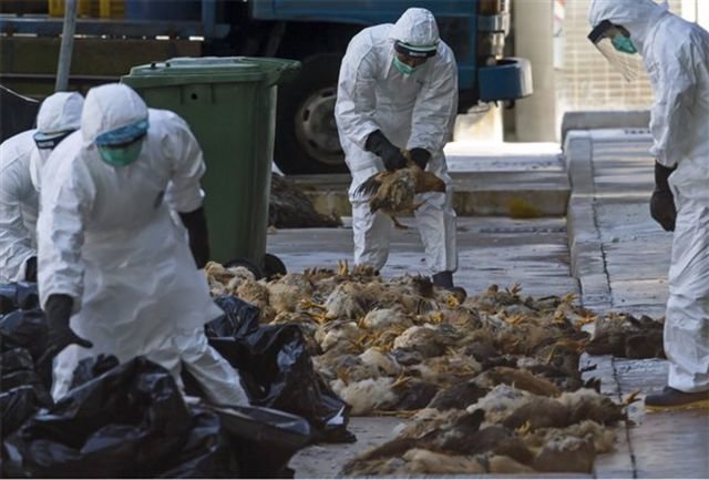 ۲ و نیم درصد واحدهای صنعتی پرورش طیور استان اصفهان درگیر آنفلوانزای پرندگان شدند