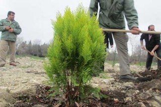 کاشت ۱۵۰۰ اصله درخت برای حمایت از محیط زیست علویجه
