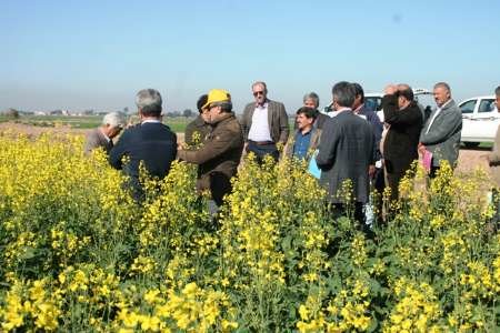 طرح آزمایشی حفظ نباتات کلزا در شهرستان امیدیه اجرا شد
