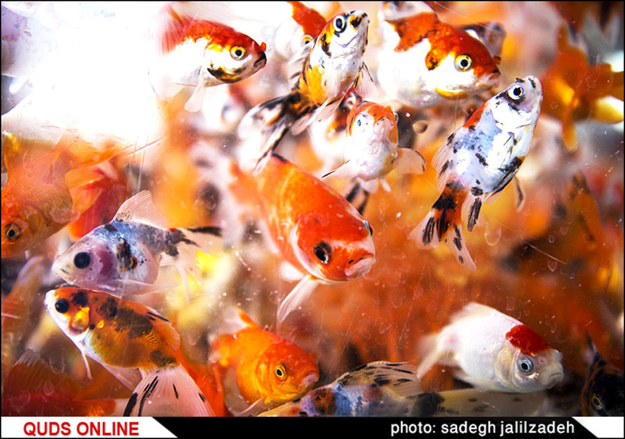 مراکز فروش کلی ماهی قرمز در تهران/ گزارش تصویری