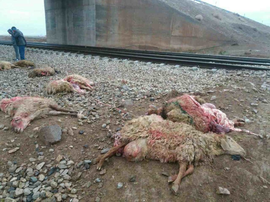 قطار مشهد-تهران یک چوپان و ۷۰ راس گوسفند را کشت 