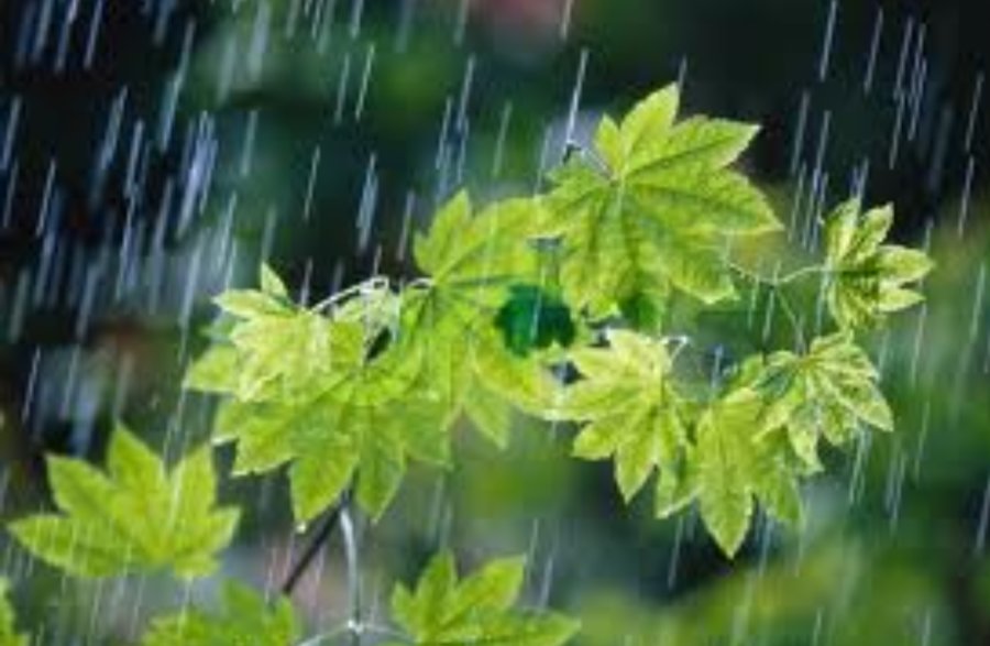 هوای گیلان در روز طبیعت بارانی است
