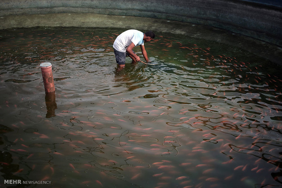 سنندج تولید کننده ماهی زینتی