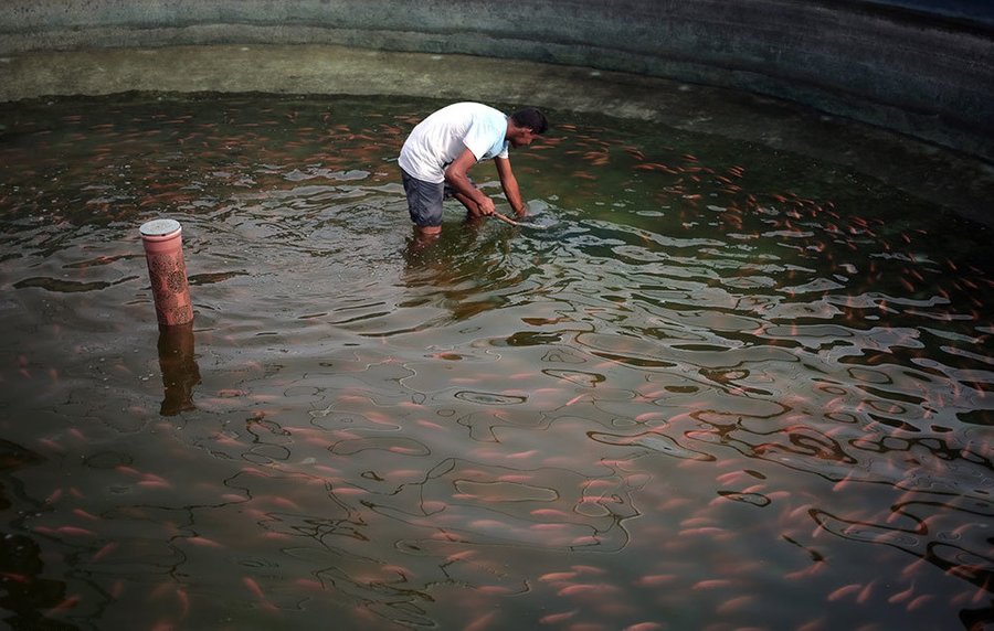 تولیدکنندگان ماهیان زینتی درقلاب بروکراسی اداری/تولید و اشتغال در گرو حمایت
