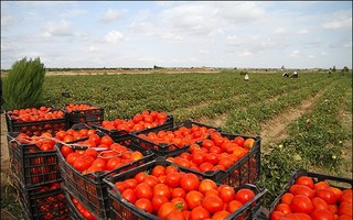 قیمت گوجه به زودی کاهش می یابد /جهاد کشاورزی و سرمای هوا مسببان اصلی گرانی گوجه اند