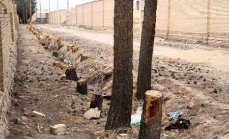 شهرداری شاهدیه به خبر قطع یکصد درخت در این شهر پاسخ داد