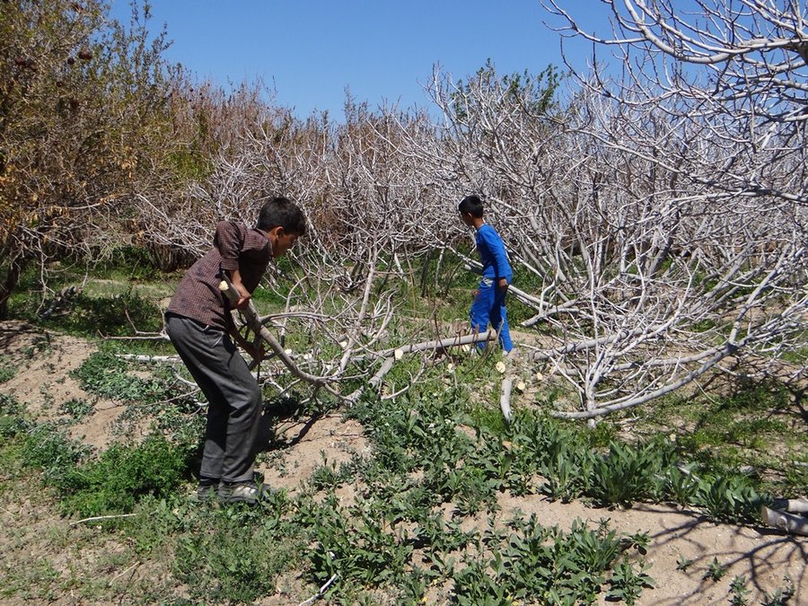سرما ۵۰۰۰هکتار باغات شاهرود را خشکاند/ اقدامی برای پرداخت خسارت کشاورزان صورت نگرفته است