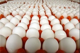 توزیع روزانه ۱۱۰۰ کارتن تخم مرغ در قزوین به منظور تعدیل قیمت