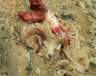 لاشه دو راس قوچ وحشی در اسفراین کشف شد