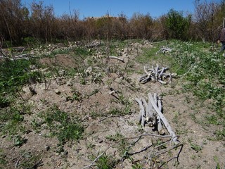 نابودی کامل باغات انار بردسکن/۸۵ درصد درختان انجیر از بین رفتند