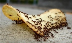 وزن مورچه‌های زمین از وزن همه انسان‌ها بیشتر است