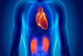بیماری کلیوی علت اصلی مرگ های قلبی در جهان
