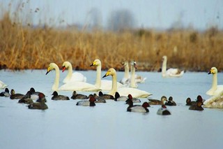 مهاجرت پرندگان به تالاب های چهارمحال و بختیاری  ۳۷ درصد افزایش یافت