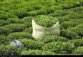 آمادگی ۱۵۶ کارخانه چای‌سازی گیلان و مازندران برای تحویل برگ سبز چای