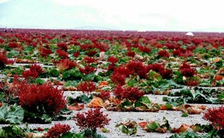 برداشت گیاه ریواس در شهرستان مهریز آغاز شد