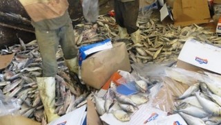 ۶۰۰ کیلو گرم محموله ماهی منجمد در شهرستان لردگان ضبط و معدوم سازی شد
