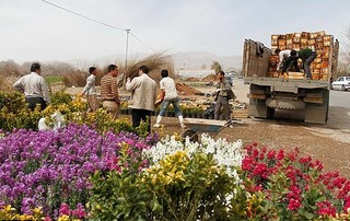 تولید گل در محلات، دریافت مجوز در کرج، صادرات از تهران