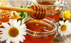 قیمت هر کیلو عسل طبیعی حداکثر ۶۰ هزار تومان است/ راه‌اندازی آزمایشگاه‌ مدرن و ۴۰ فروشگاه‌ زنجیره‌ای عسل طبیعی