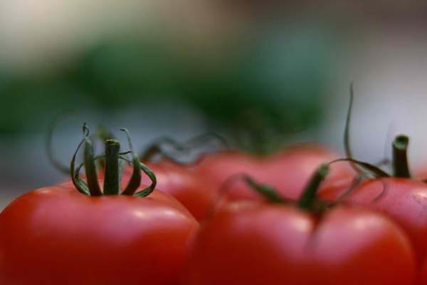 نابسامانی بازار از دلایل گرانی گوجه فرنگی / ارزانی از اواسط اردیبهشت ماه