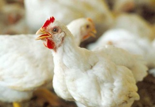 ۳۰۰ کیلو گرم مرغ زنده در شهرستان لردگان کشف و معدوم شد