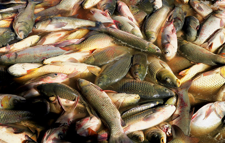 سرانه مصرف سالانه ماهی در ایران ۱۱ کیلوگرم است