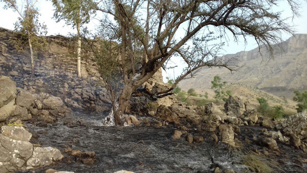 آتش سوزی در منطقه شکارممنوع قلعه شاداب دزفول مهار شد